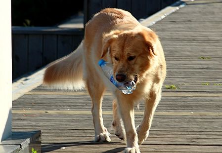 熊孩子在马路乱扔垃圾家长却视而不见，旁边金毛的反应亮了休闲区蓝鸢梦想 - Www.slyday.coM