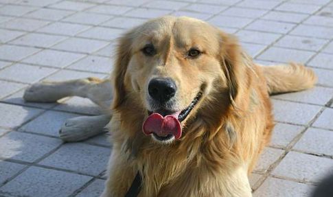 熊孩子在马路乱扔垃圾家长却视而不见，旁边金毛的反应亮了休闲区蓝鸢梦想 - Www.slyday.coM