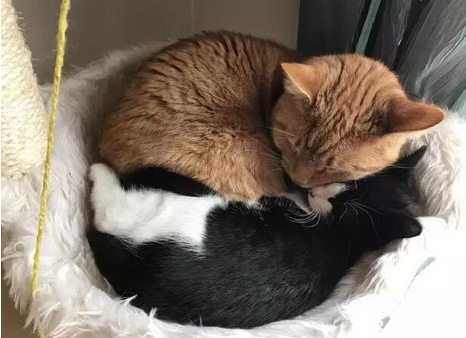 主人领回一只黑猫家里的橘猫瞬间坠入爱河时刻搂着黑猫不撒手