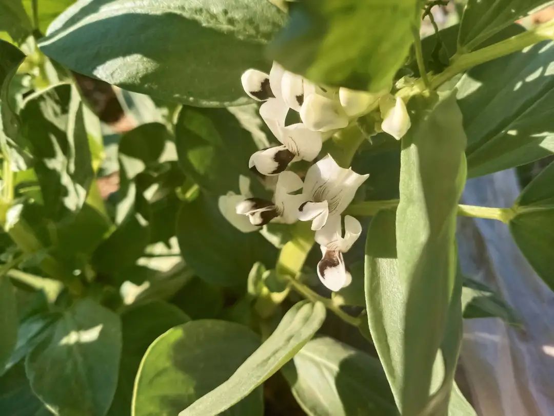 云南宾川菜花黄豆花香片片金黄迎春来