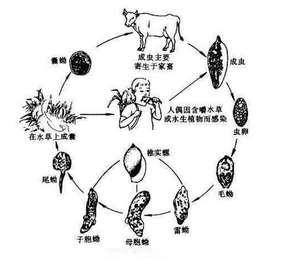 肝片形吸虫的传播途径