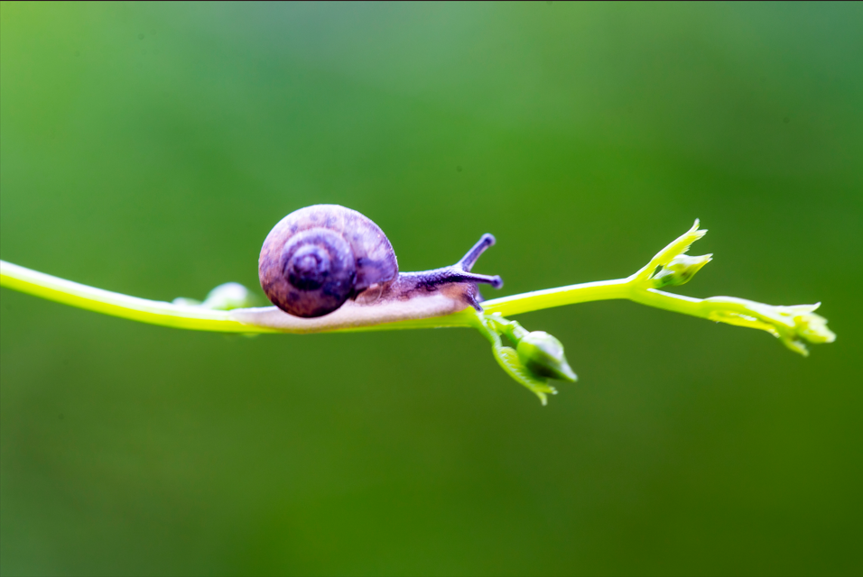 考伊和同事的这项研究,通过统计陆生蜗牛和蛞蝓的灭绝率,支持了"第六