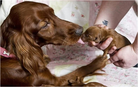 狗妈产下15只幼崽,孩子足月后却要被卖掉,狗妈听了没忍住眼泪休闲区蓝鸢梦想 - Www.slyday.coM 狗妈产下15只幼崽,孩子足月后却要被卖掉,狗妈听了没忍住眼泪休闲区蓝鸢梦想 - Www.slyday.coM