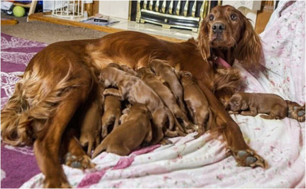 狗妈产下15只幼崽,孩子足月后却要被卖掉,狗妈听了没忍住眼泪休闲区蓝鸢梦想 - Www.slyday.coM 狗妈产下15只幼崽,孩子足月后却要被卖掉,狗妈听了没忍住眼泪休闲区蓝鸢梦想 - Www.slyday.coM