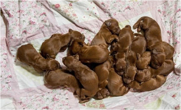 狗妈产下15只幼崽,孩子足月后却要被卖掉,狗妈听了没忍住眼泪休闲区蓝鸢梦想 - Www.slyday.coM 狗妈产下15只幼崽,孩子足月后却要被卖掉,狗妈听了没忍住眼泪休闲区蓝鸢梦想 - Www.slyday.coM