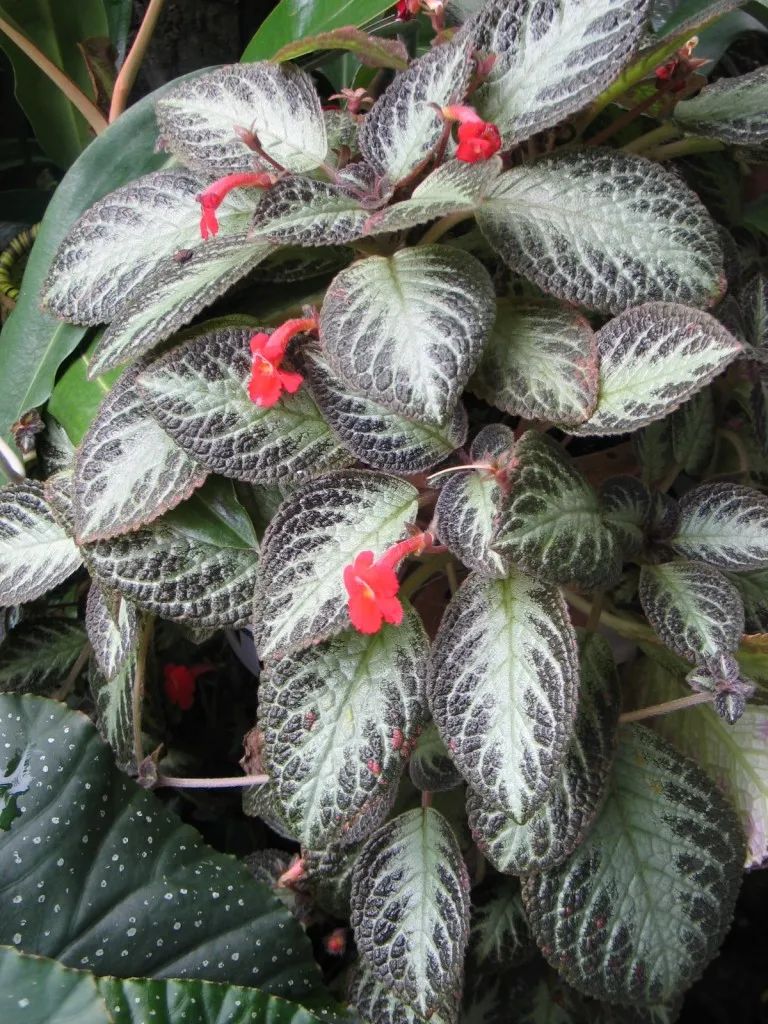 每天一两小时的光照就能开花的喜荫花没想到品种这么多