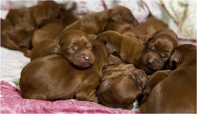 狗妈产下15只幼崽,孩子足月后却要被卖掉,狗妈听了没忍住眼泪休闲区蓝鸢梦想 - Www.slyday.coM 狗妈产下15只幼崽,孩子足月后却要被卖掉,狗妈听了没忍住眼泪休闲区蓝鸢梦想 - Www.slyday.coM