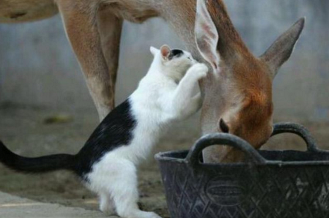 小鹿贪吃不理猫咪任凭猫咪怎么挠它猫咪随后一个动作让人笑喷