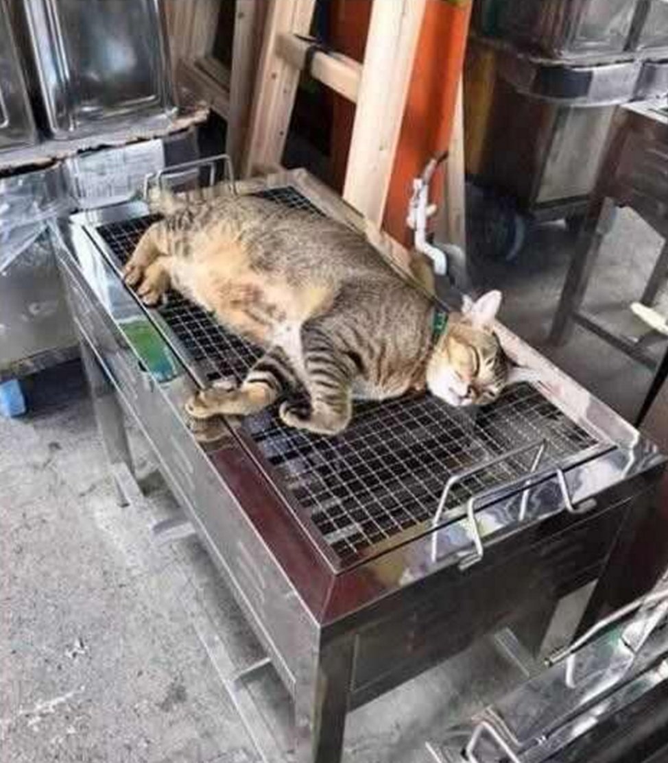 爸爸商量晚上吃烧烤猫咪就自动躺在上面网友来吃烤猫肉