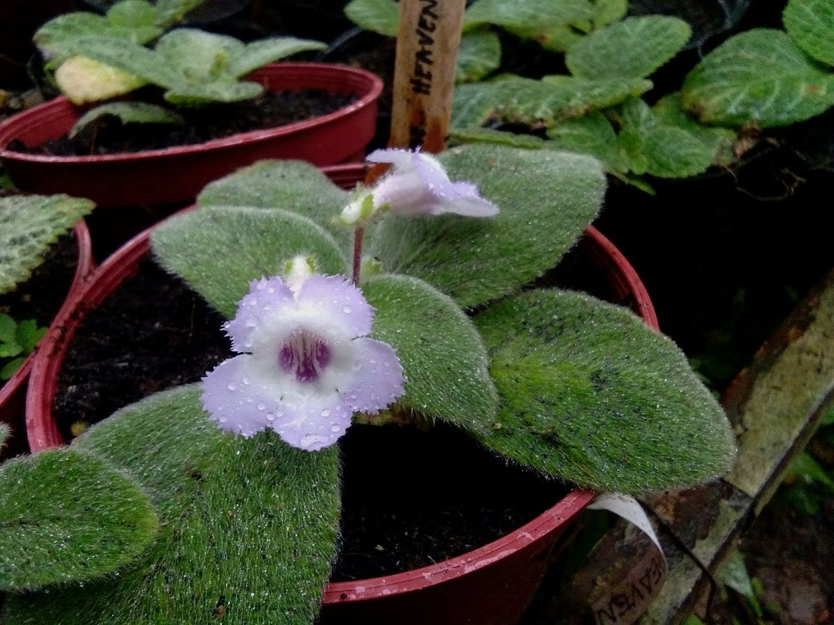 每天一两小时的光照就能开花的喜荫花没想到品种这么多