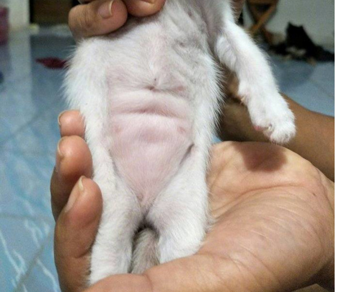 主人就一直盯着猫咪的"腹肌"看,这小家伙竟然有四块腹肌,主人:"我就