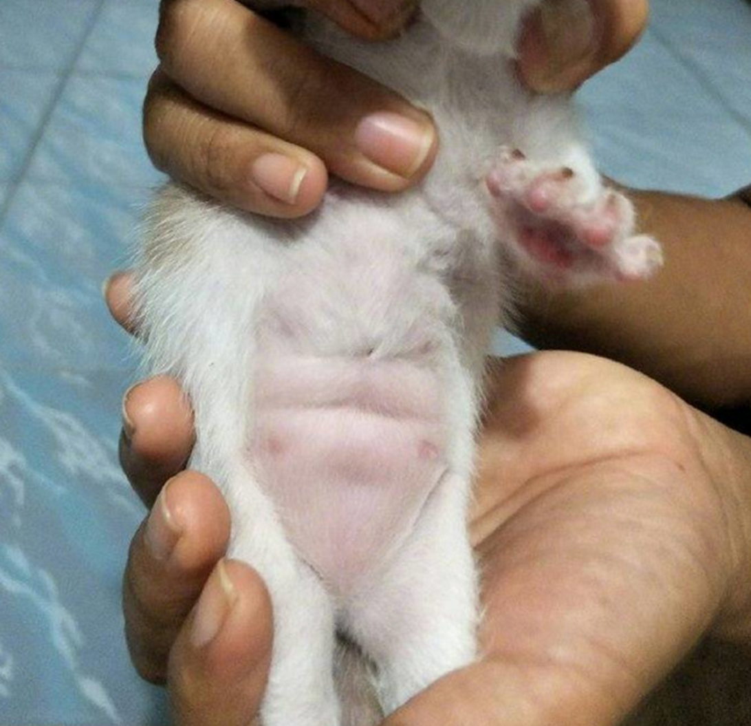 小奶猫拥有八块腹肌估计是吃奶练出来的主人厉害了我的猫