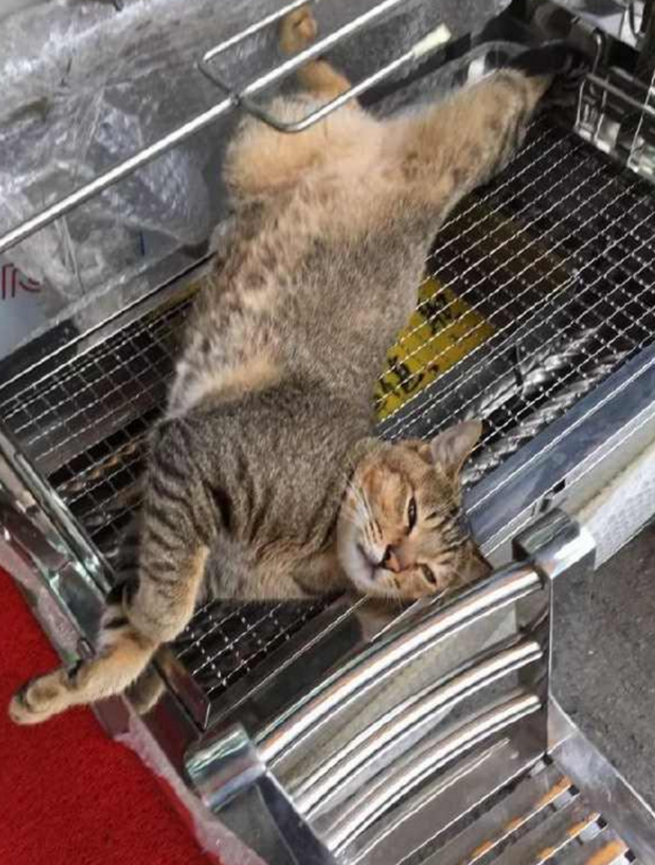 爸爸商量晚上吃烧烤猫咪就自动躺在上面网友来吃烤猫肉