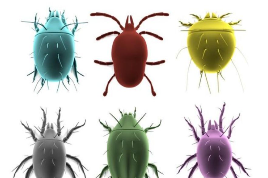 晒被子后有太阳味是因为螨虫被烤焦了