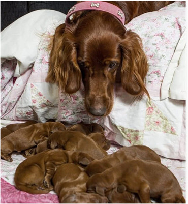 狗妈产下15只幼崽,孩子足月后却要被卖掉,狗妈听了没忍住眼泪休闲区蓝鸢梦想 - Www.slyday.coM 狗妈产下15只幼崽,孩子足月后却要被卖掉,狗妈听了没忍住眼泪休闲区蓝鸢梦想 - Www.slyday.coM