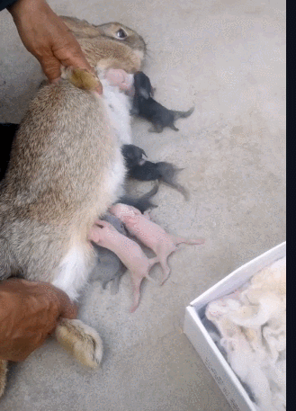 看到这一幕,是不是很无语,当妈的不给孩子喝奶,需要按住,你们家的兔子