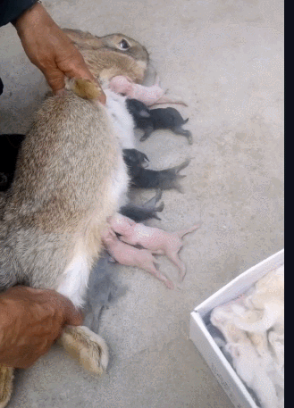 兔子当妈不合格每次喂奶要压着一看兔表情就知晓