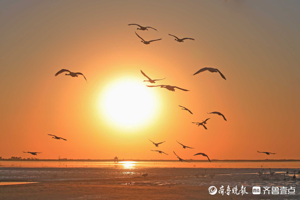 好景山东荣成天鹅迎着朝霞追逐飞舞热热身预备回家