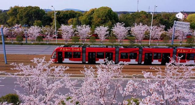 除了无锡鼋头渚苏州的电车樱花也十分迷人3月来苏州赏樱花吧
