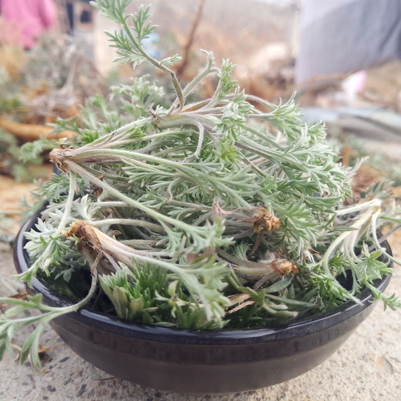 农村早春必吃野菜白蒿,拌点面粉蒸着吃好美味,别错过了季节