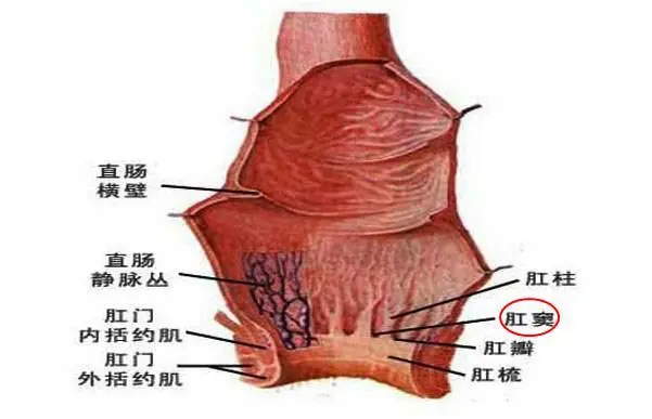 肛腺的分泌物可通过开口于肛窦的出口进入直肠并起到润滑肠道的作用
