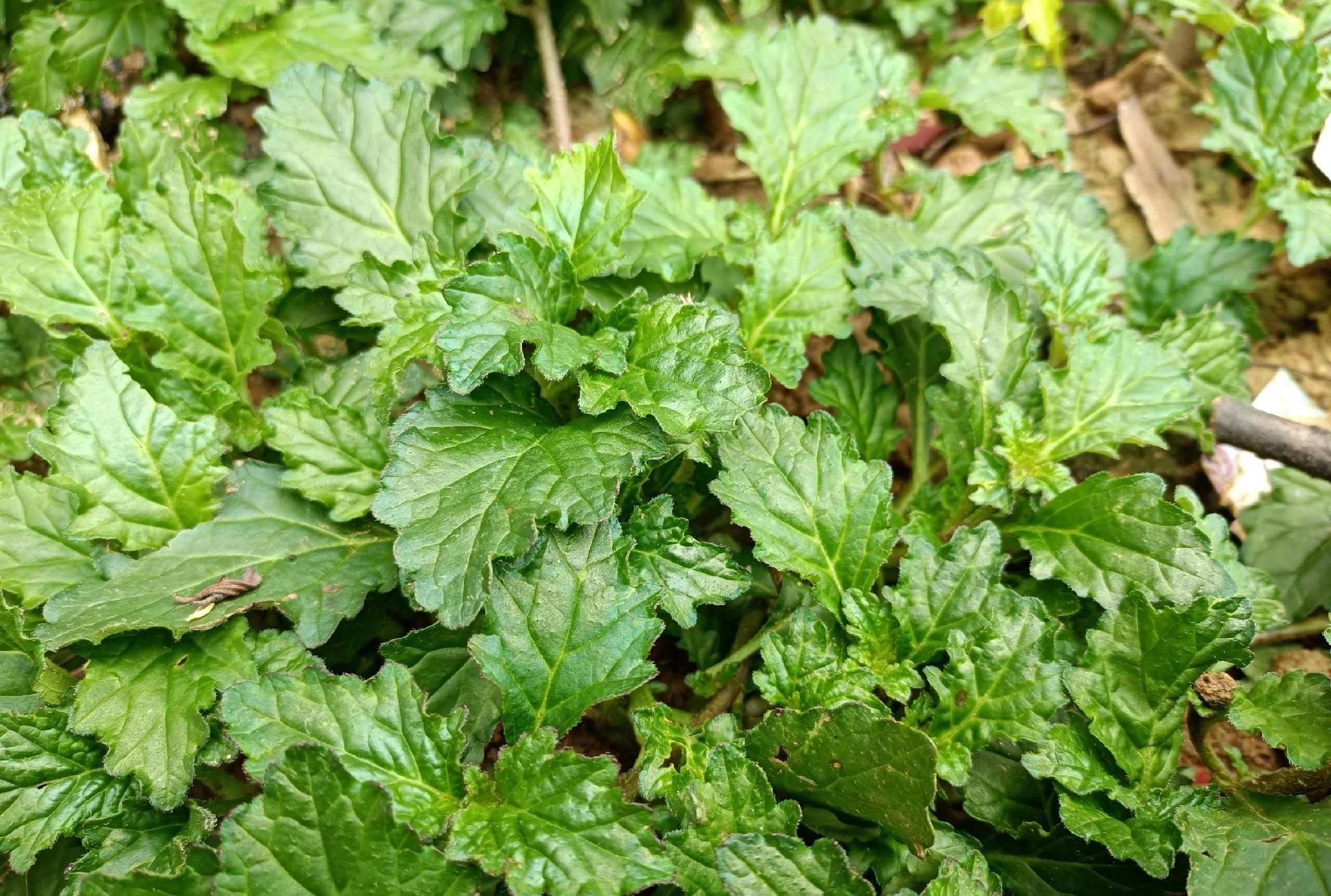 长在墙边的野草,人称"筋骨草",若在家乡遇见,请及时重视起来__财经