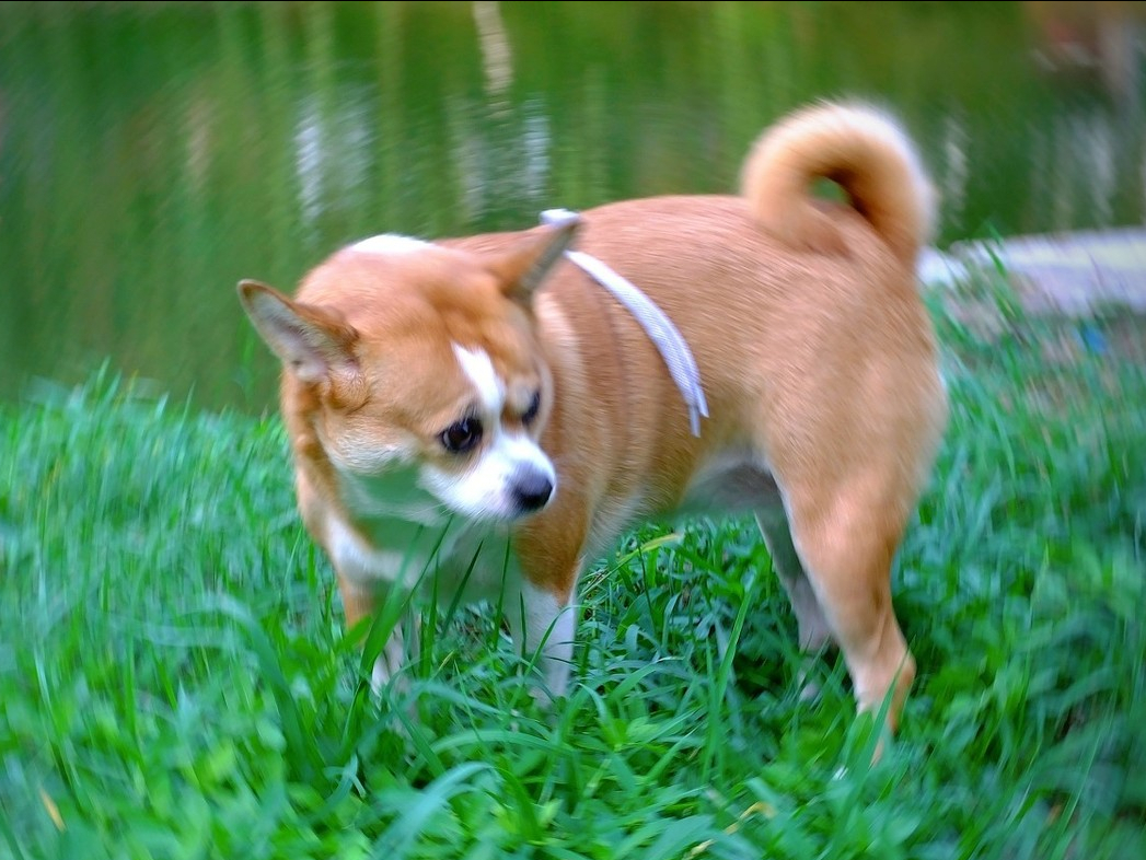 狗狗排泄前为啥会转圈?不懂的人,养狗就太失败了休闲区蓝鸢梦想 - Www.slyday.coM 狗狗排泄前为啥会转圈?不懂的人,养狗就太失败了休闲区蓝鸢梦想 - Www.slyday.coM