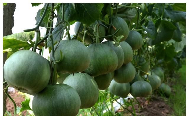 绿宝石瓜大高产品质好三茬瓜效果好