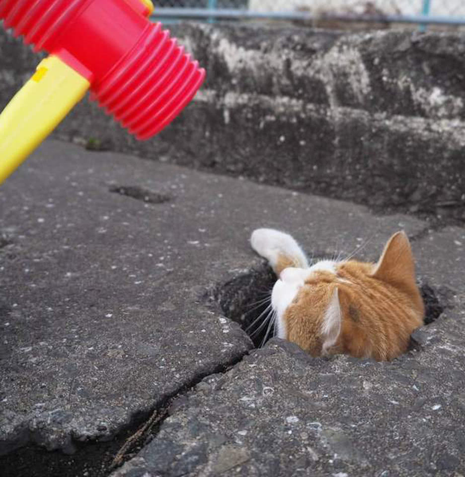 男子利用地洞拍打猫咪喵星人格外配合表演众人直呼萌炸了