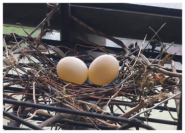 斑鸠巢是豆腐渣工程随处可见的斑鸠能吃吗害鸟还是益鸟