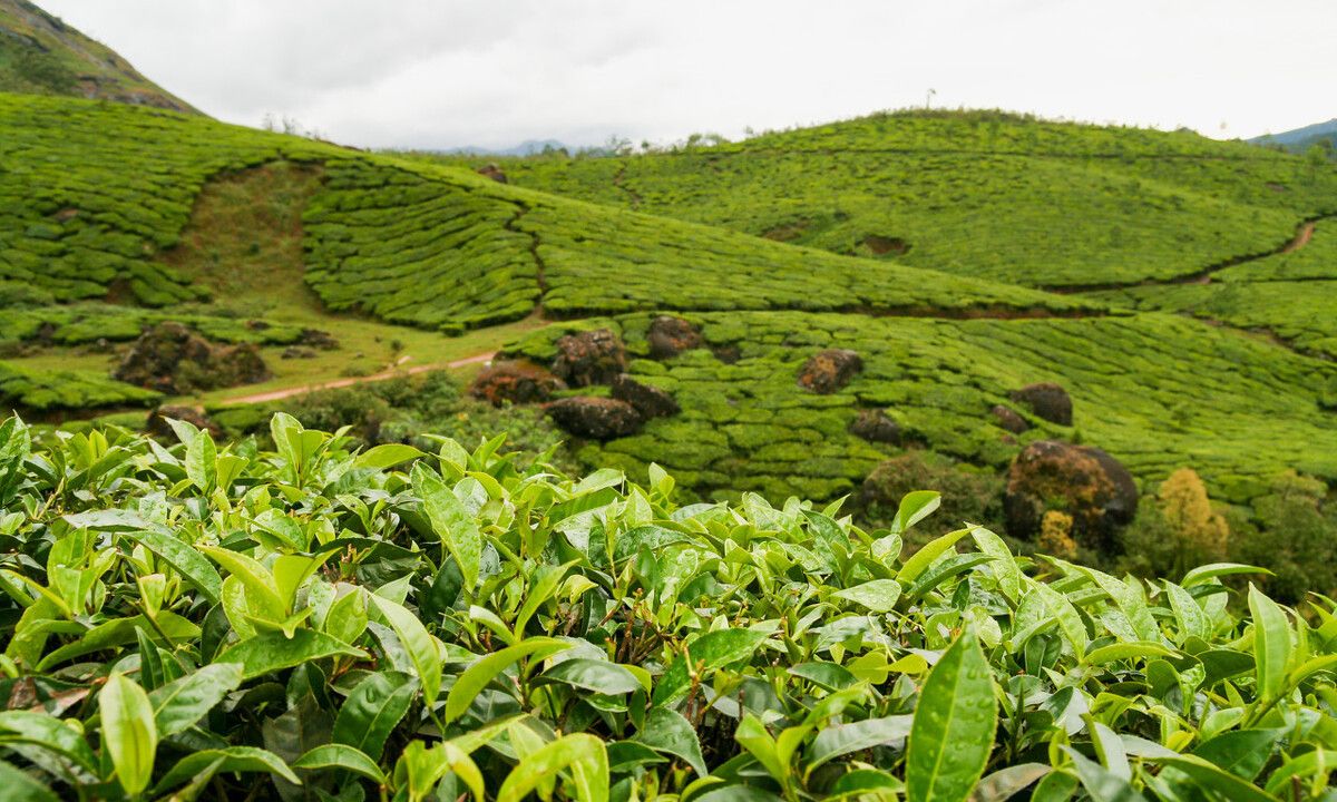 普洱茶产地倚邦古茶山