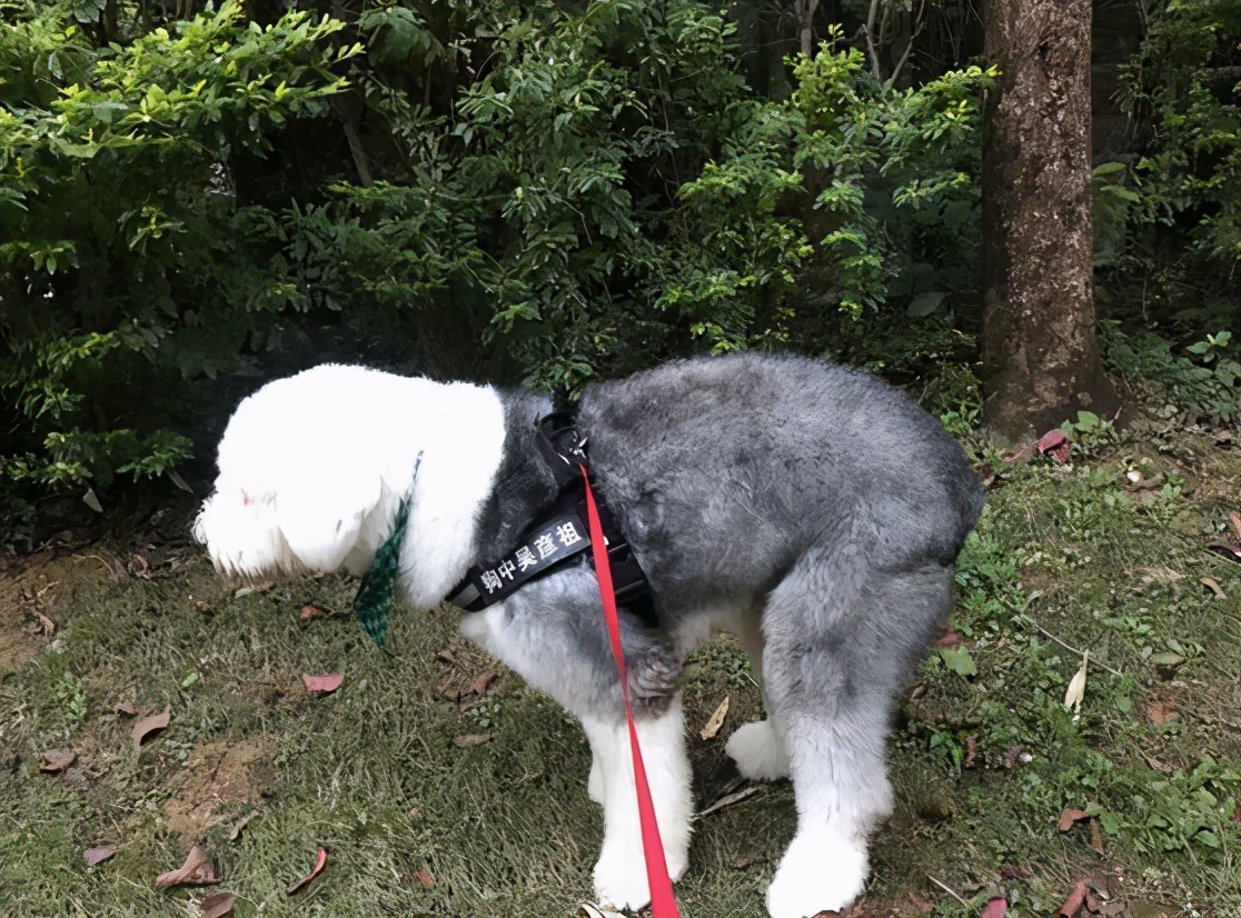 狗狗排泄前为啥会转圈?不懂的人,养狗就太失败了休闲区蓝鸢梦想 - Www.slyday.coM 狗狗排泄前为啥会转圈?不懂的人,养狗就太失败了休闲区蓝鸢梦想 - Www.slyday.coM