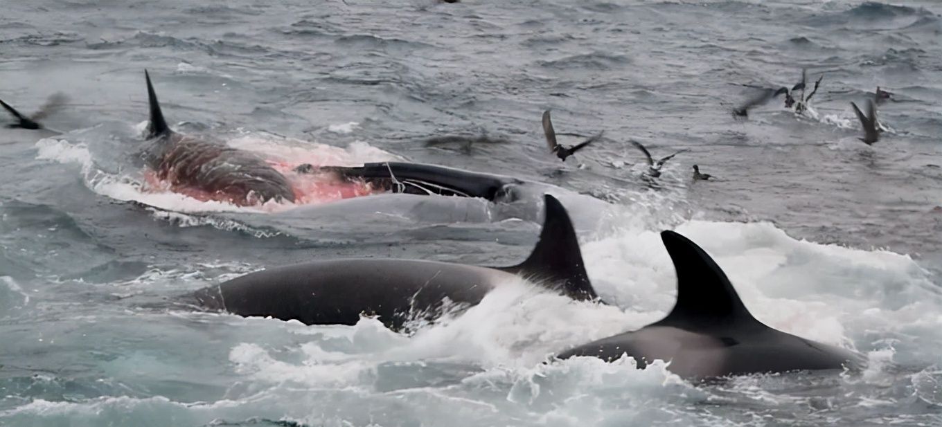 虎鲸|蓝鲸|海洋_新浪新闻