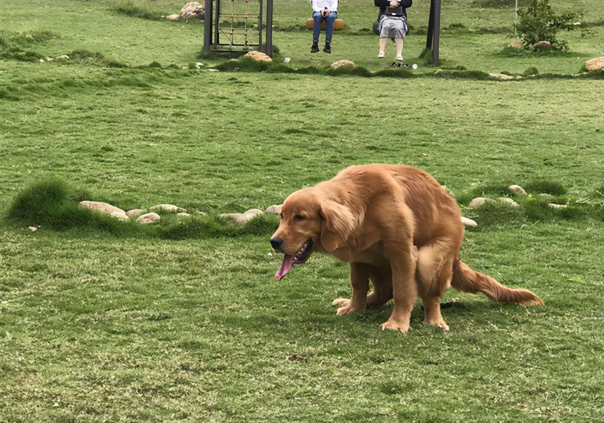 狗狗排泄前为啥会转圈?不懂的人,养狗就太失败了休闲区蓝鸢梦想 - Www.slyday.coM 狗狗排泄前为啥会转圈?不懂的人,养狗就太失败了休闲区蓝鸢梦想 - Www.slyday.coM