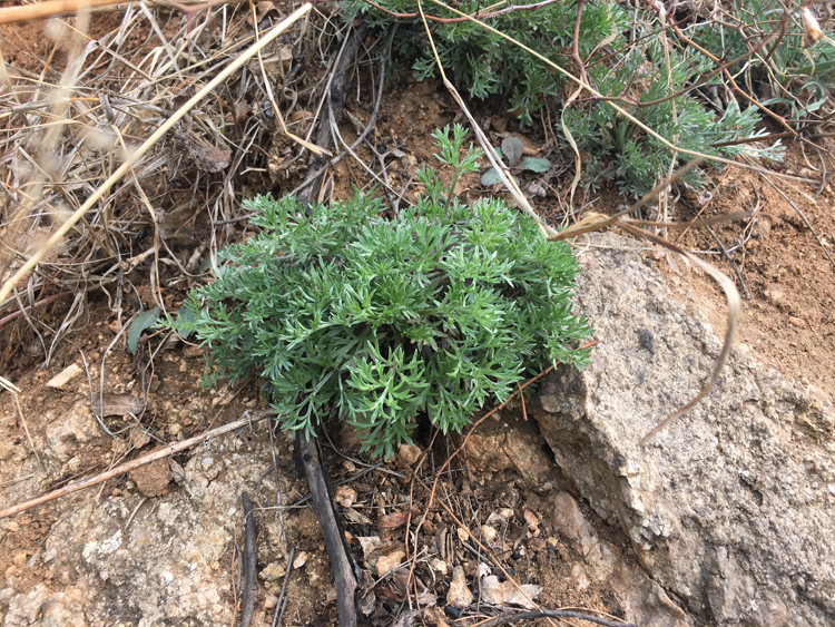 农村早春必吃野菜白蒿,拌点面粉蒸着吃好美味,别错