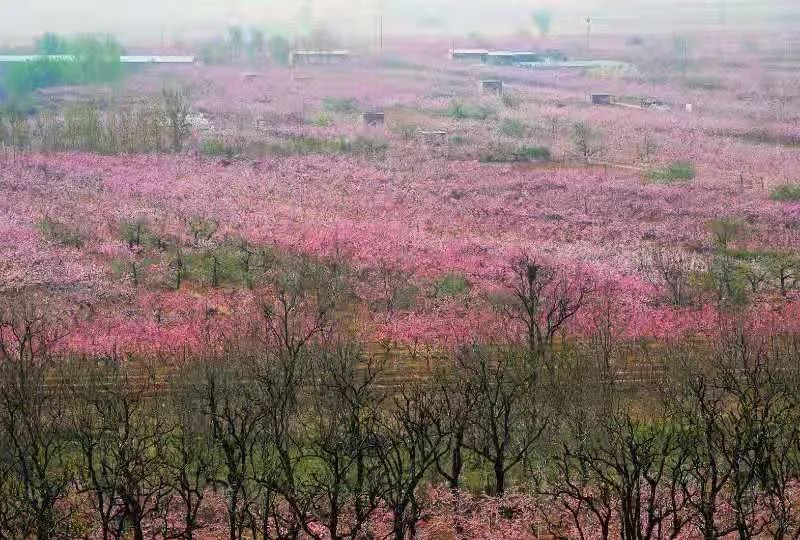 唐山這五處花海景色迷人哦讓人留連忘返