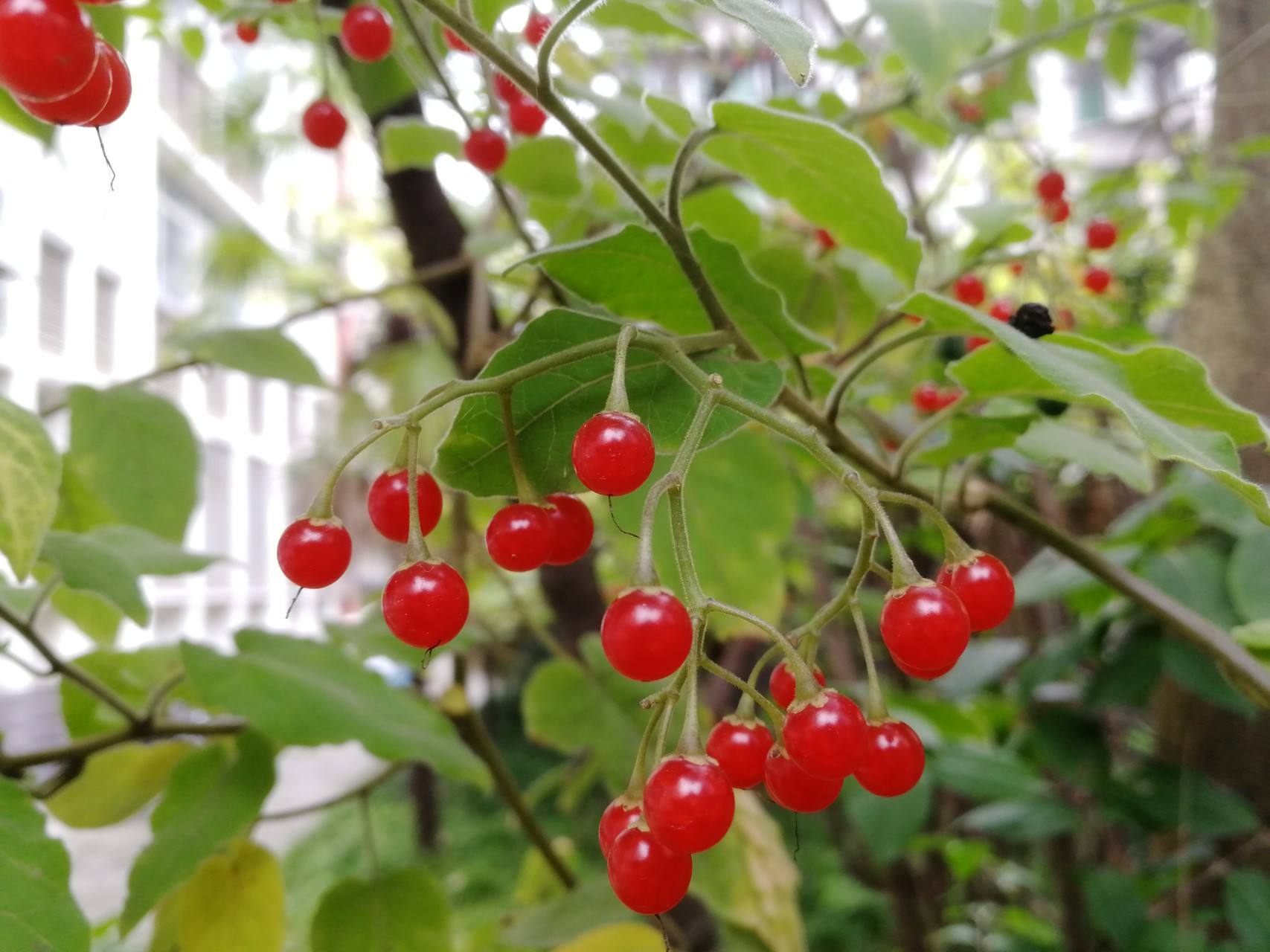 农村常见植物白英又名白毛藤,常用来煲汤煮水喝,能解毒消肿|白毛藤