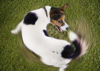 狗狗排泄前为啥会转圈?不懂的人,养狗就太失败了休闲区蓝鸢梦想 - Www.slyday.coM 狗狗排泄前为啥会转圈?不懂的人,养狗就太失败了休闲区蓝鸢梦想 - Www.slyday.coM