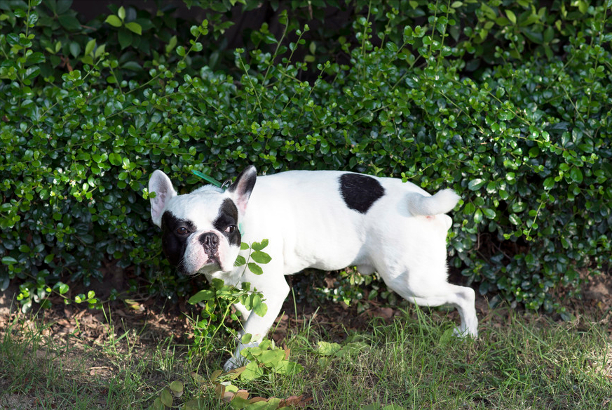 狗狗排泄前为啥会转圈?不懂的人,养狗就太失败了休闲区蓝鸢梦想 - Www.slyday.coM 狗狗排泄前为啥会转圈?不懂的人,养狗就太失败了休闲区蓝鸢梦想 - Www.slyday.coM