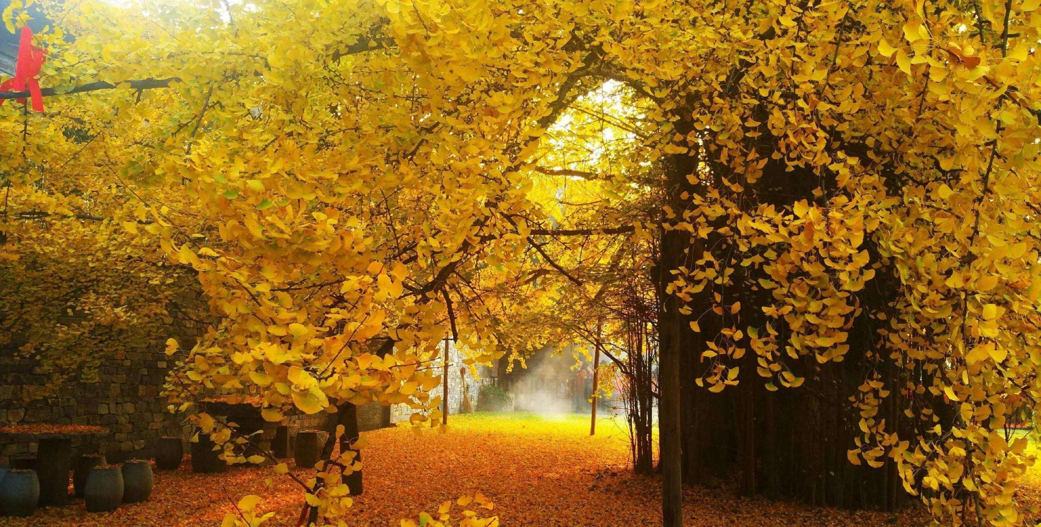 5种富贵树门前栽一棵旺家又旺财子孙后代人才辈出