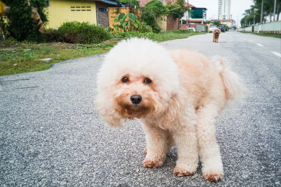 狗狗排泄前为啥会转圈?不懂的人,养狗就太失败了休闲区蓝鸢梦想 - Www.slyday.coM 狗狗排泄前为啥会转圈?不懂的人,养狗就太失败了休闲区蓝鸢梦想 - Www.slyday.coM