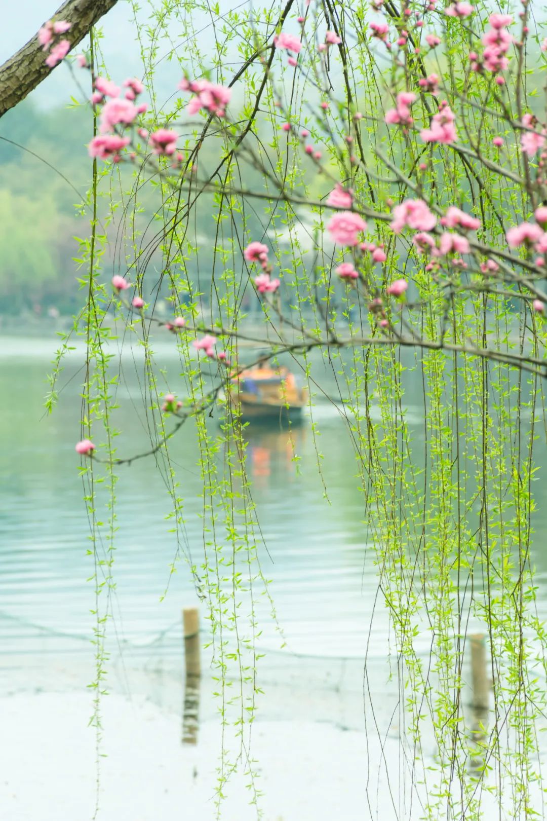 三月愿所有美好都如约而至