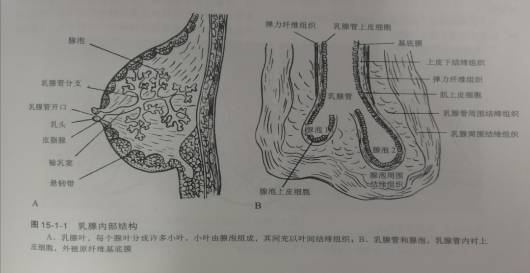 乳腺位於胸前壁乳房內,正常結構的主要基礎是乳腺體,右皮膚大汗腺衍生