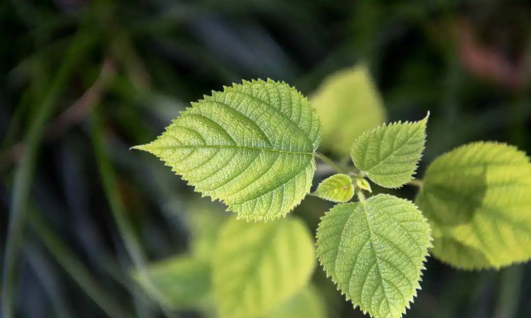 有“中国草”之称,是世界上纤维品质最好的植物,苎麻是啥麻?休闲区蓝鸢梦想 - Www.slyday.coM 有“中国草”之称,是世界上纤维品质最好的植物,苎麻是啥麻?休闲区蓝鸢梦想 - Www.slyday.coM