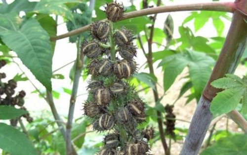 蓖麻在我国农村很常见,为何会被美国列为国家机密和战略物资?休闲区蓝鸢梦想 - Www.slyday.coM 蓖麻在我国农村很常见,为何会被美国列为国家机密和战略物资?休闲区蓝鸢梦想 - Www.slyday.coM