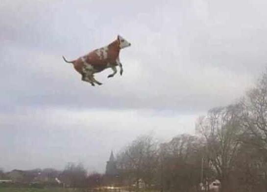 是一个在天上飞的牛,小编记得,梦幻中有位npc说过,天上的牛在飞地下