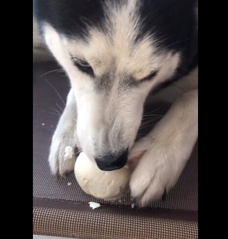 铲屎官把变硬的馒头扔给哈士奇玩,不料二哈却是啃的津津有味!|哈士奇|