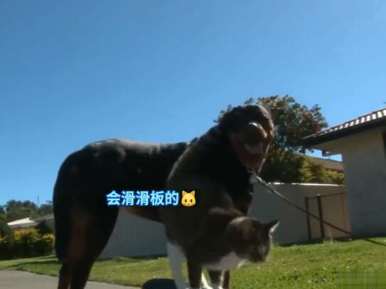 路边惊现一只滑板猫咪玩炫技,就连汪星人都被耍的措手不及!休闲区蓝鸢梦想 - Www.slyday.coM 路边惊现一只滑板猫咪玩炫技,就连汪星人都被耍的措手不及!休闲区蓝鸢梦想 - Www.slyday.coM