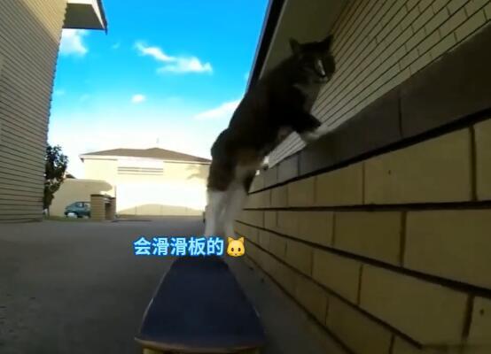 路边惊现一只滑板猫咪玩炫技,就连汪星人都被耍的措手不及!休闲区蓝鸢梦想 - Www.slyday.coM 路边惊现一只滑板猫咪玩炫技,就连汪星人都被耍的措手不及!休闲区蓝鸢梦想 - Www.slyday.coM