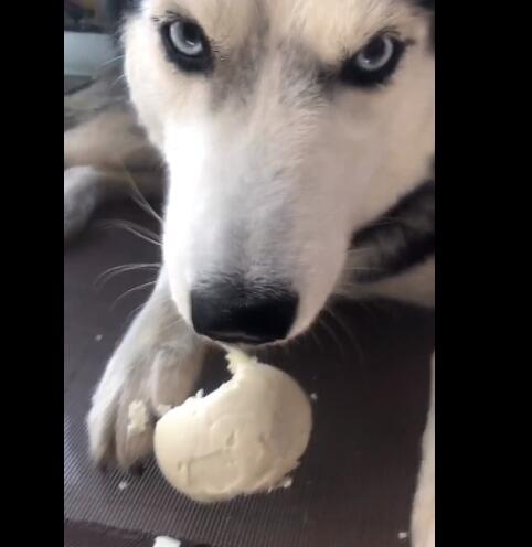 铲屎官把变硬的馒头扔给哈士奇玩不料二哈却是啃的津津有味